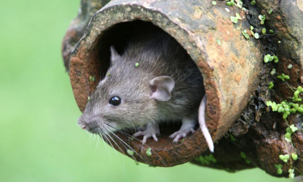 Makers of d-CON Sue California Over Regulations on Super-Toxic Rat Poison