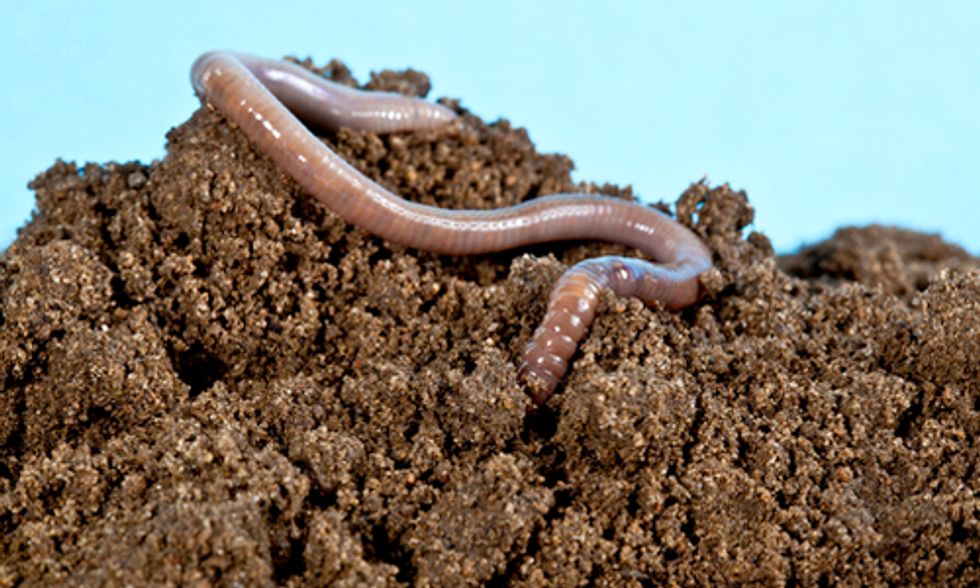 Earthworms Detoxify Pesticides From Soil at Significant Cost