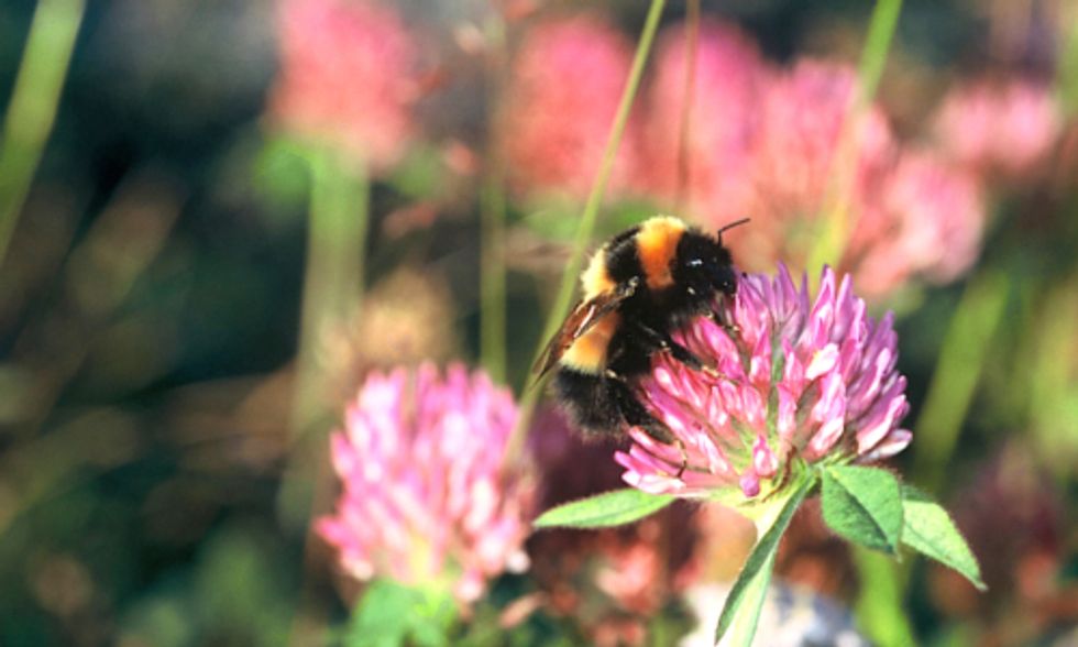24 Percent of Europe’s Bumblebees Threatened With Extinction