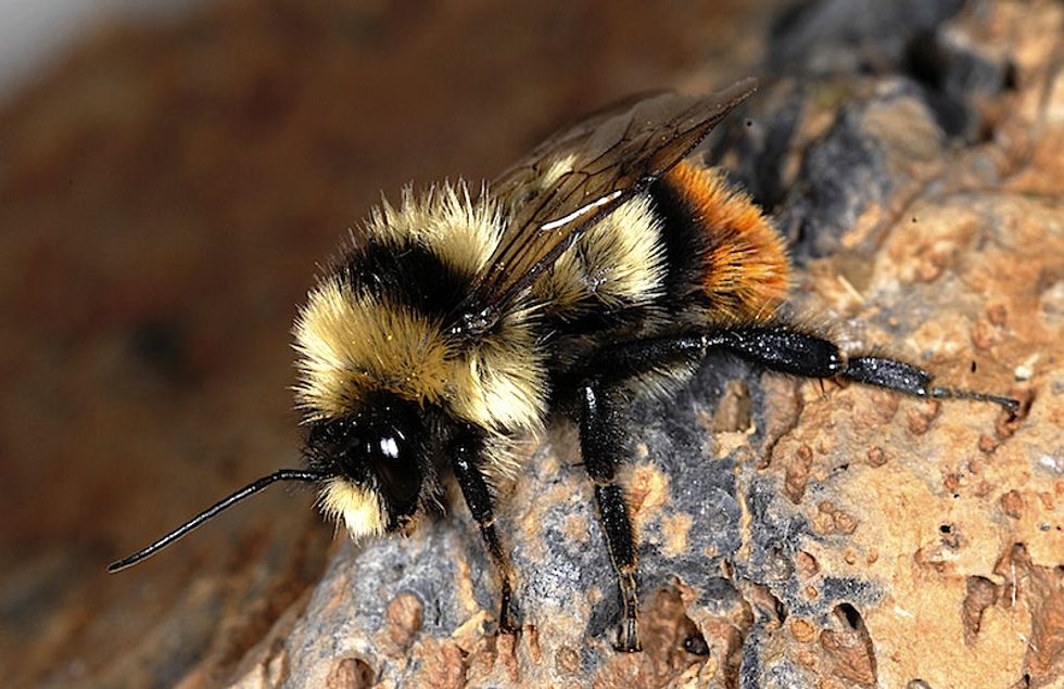 how much bumblebees are in the world how much bumblebees are in the world