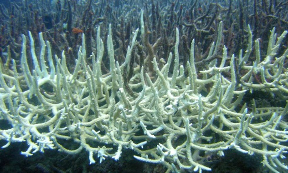 Coral Skeletons Reveal Centuries of Rising Sea Levels
