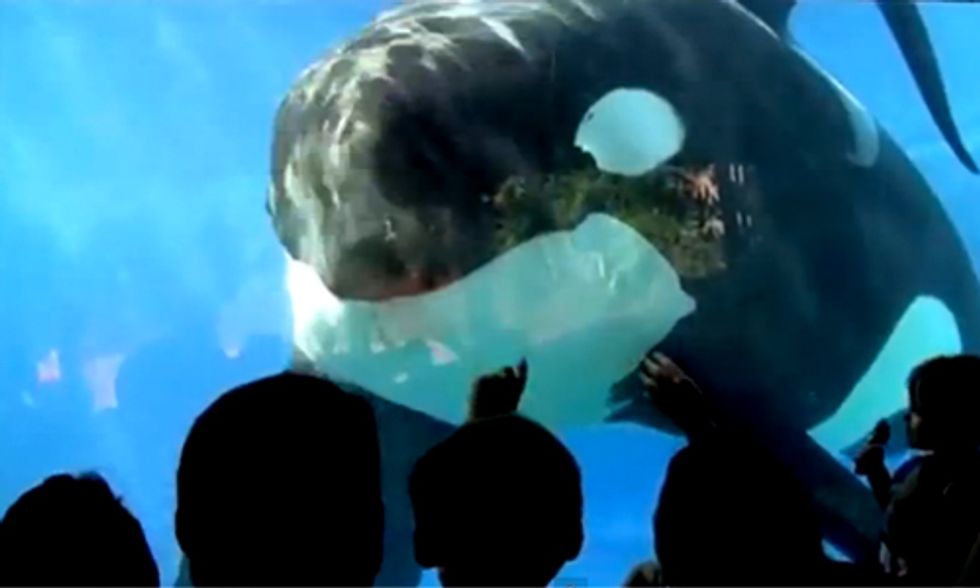 Shocking Court Documents Expose SeaWorld’s Continued Cruelty of Orca Whales