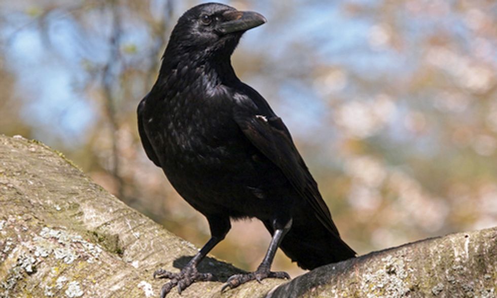 Study Shows Crows Are as Smart as Seven-Year-Olds