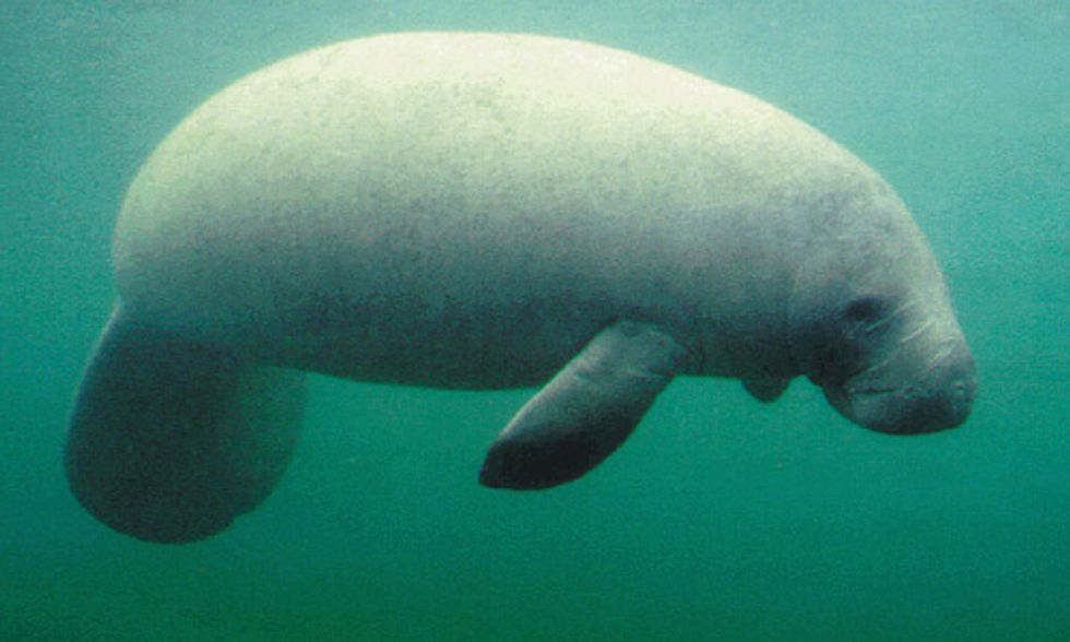 Conservation Group Helps Manatee Hunters in West Africa Transition to Aquaculture