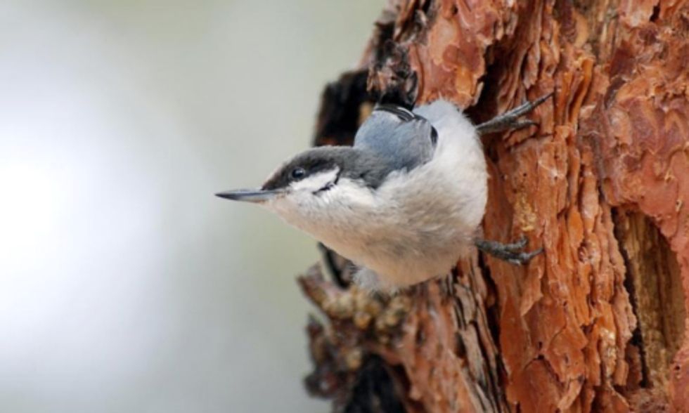 USGS Climate Change Study Predicts Bleak Future for Birds and Reptiles in Southwest