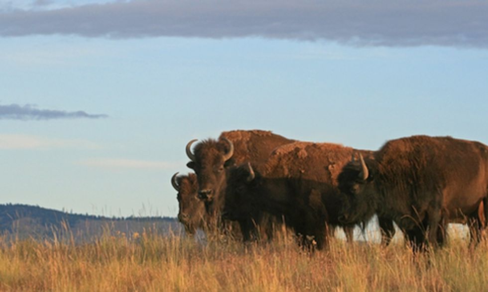 Victory: Judge Rejects Livestock Label for Wild Bison in Montana