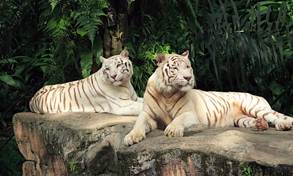 Prized for Profit: Rare White Lions and Tigers Exposed to Selective Inbreeding in Zoos