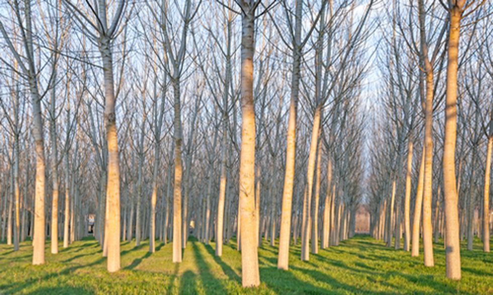 Genetically Engineering Trees for Biofuel Undermines Real Energy and Climate Solutions