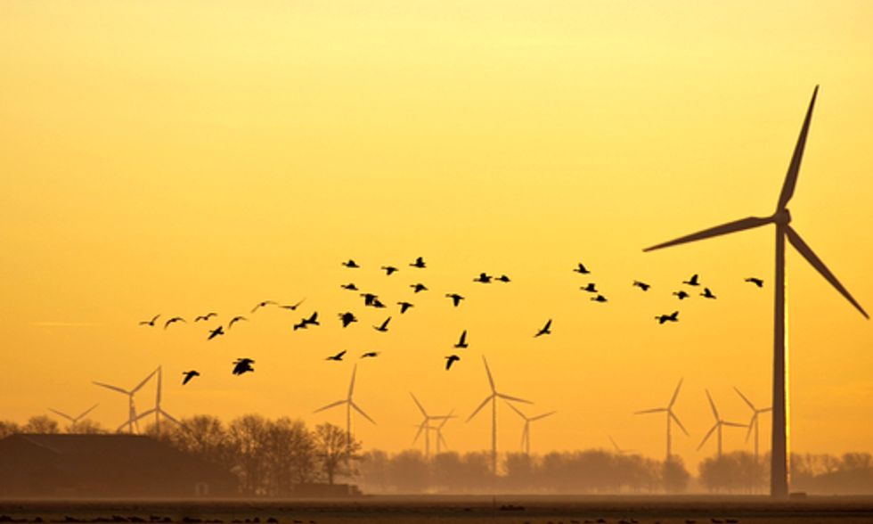 Mitigation for Energy Projects Offers Hope for Threatened Birds