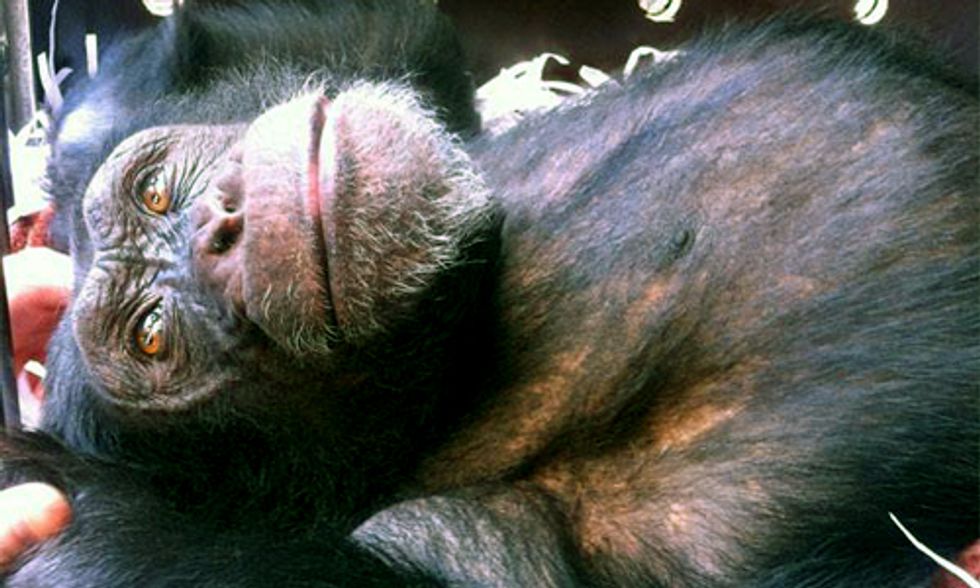 Chimpanzee Charlie Free After Nine Year Struggle