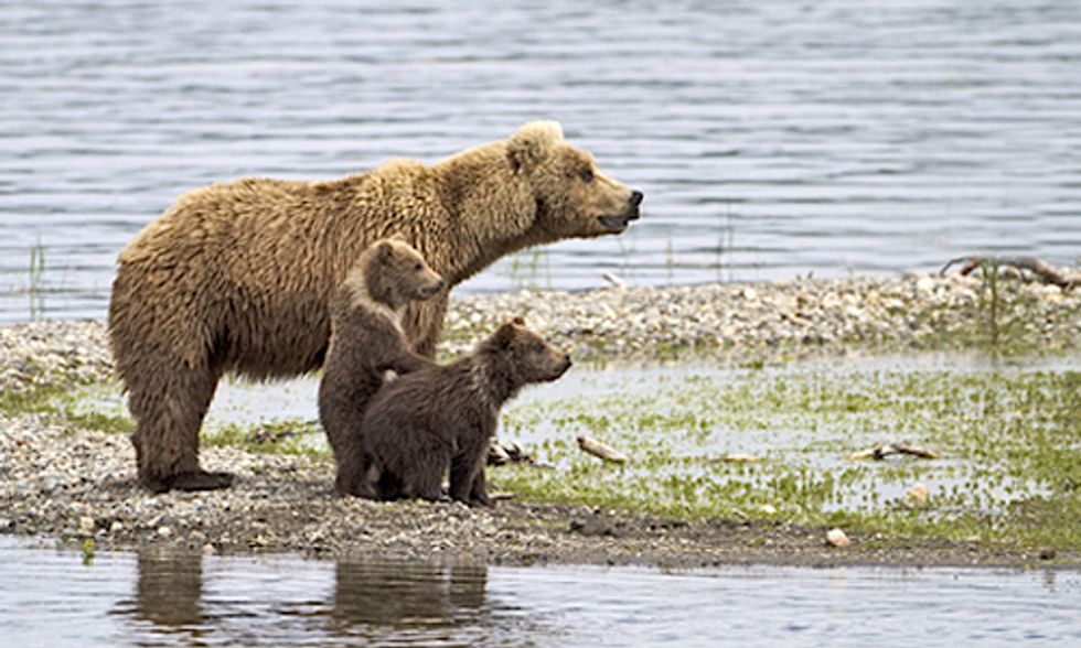 British Columbia Expands Controversial Grizzly Bear Trophy Hunt