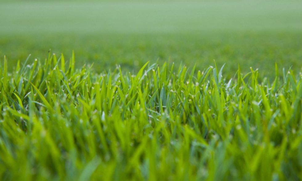 Connecticut Senate Preemptively Bans GE Grass Seed