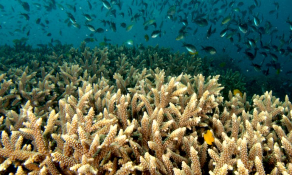 Parasitic Flatworm Could Decimate Coral Reefs Worldwide