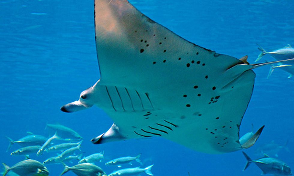 9 Fascinating Facts About Animals