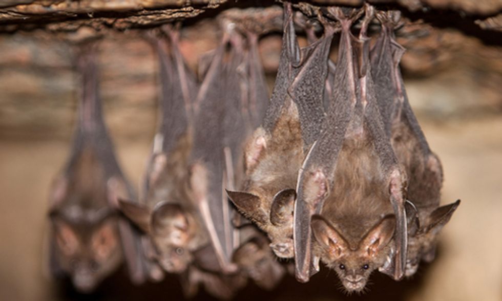 Devastating Bat-Killing Disease Spreads From Eastern U.S. to Midwest States
