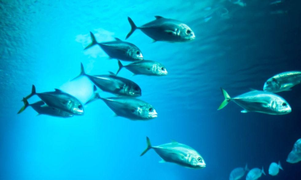 Ocean Acidification Impairs Sense of Smell in Fish