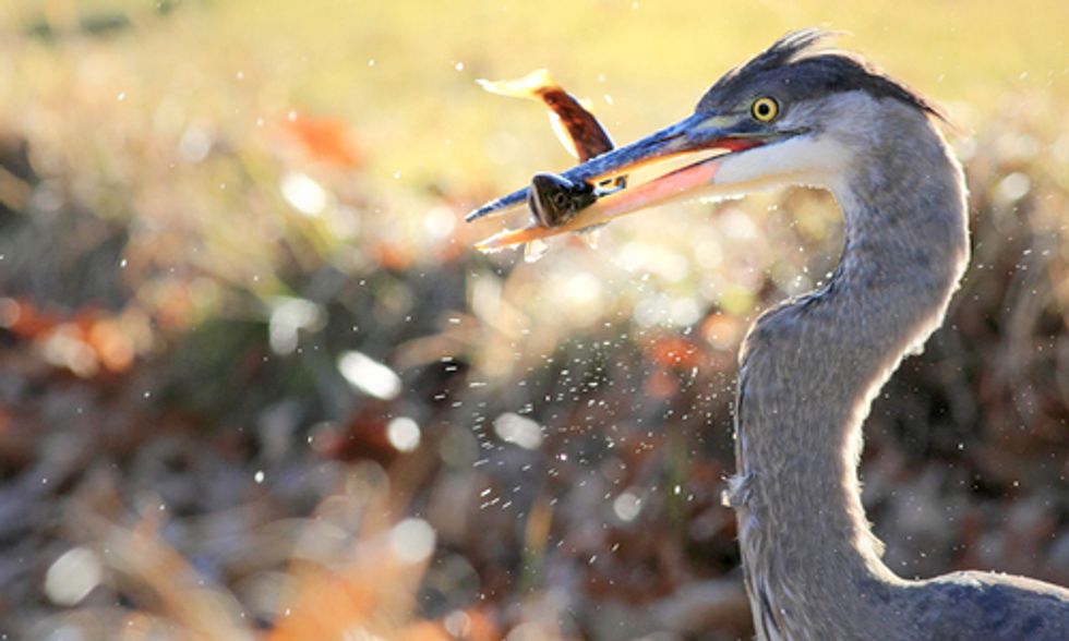 Climate Change Causes Chain Reaction in Ecosystems