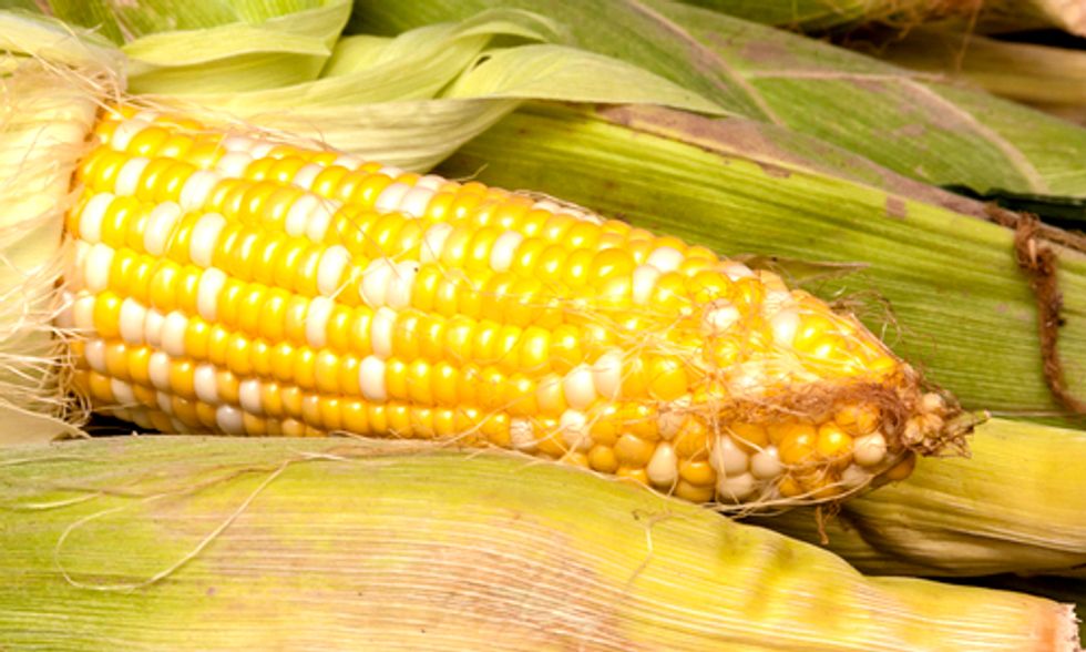 French Parliament Bans GMO Corn