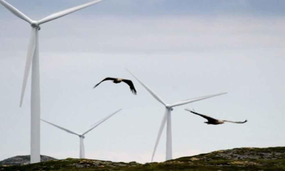 Wind Energy Threat to Birds Is Overblown