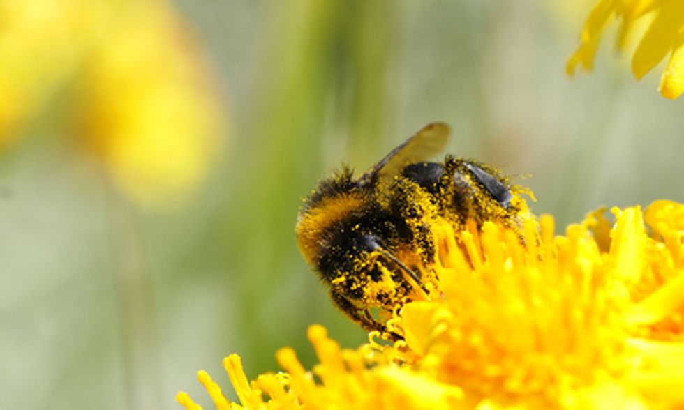 New Report Reveals Two-Thirds of European Honeybee Pollen Contaminated By Dozens of Pesticides