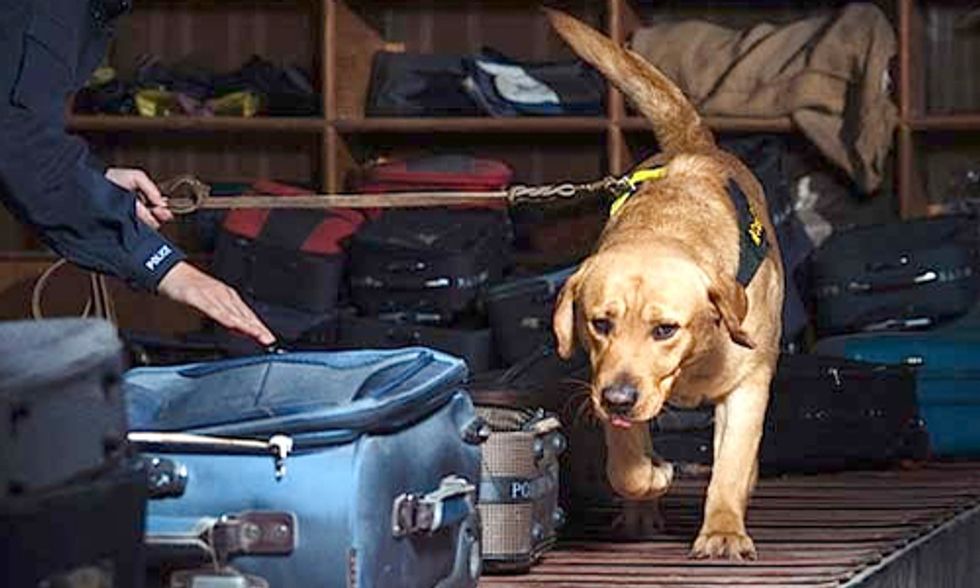 Labradors Trained to Detect Illegally Trafficked Wildlife Products