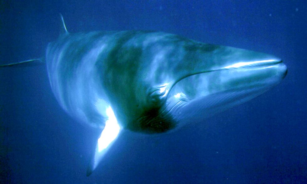 Japan Declares They Will Defy International Court Ruling and Continue Whaling