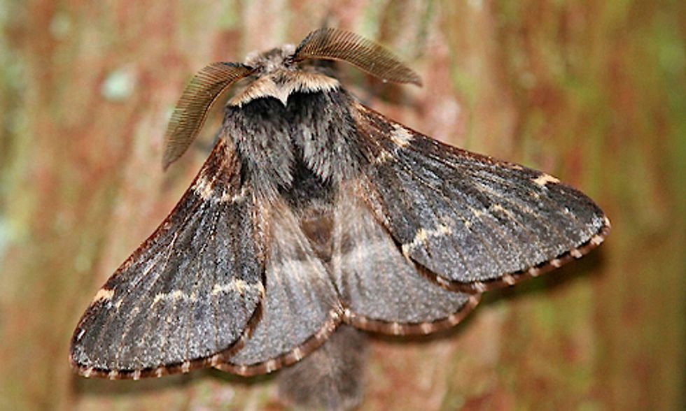 Is This Moth Beating Climate Change?