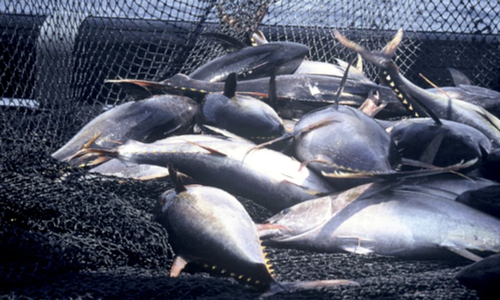 Unsustainable Seafood: A New Crackdown on Illegal Fishing