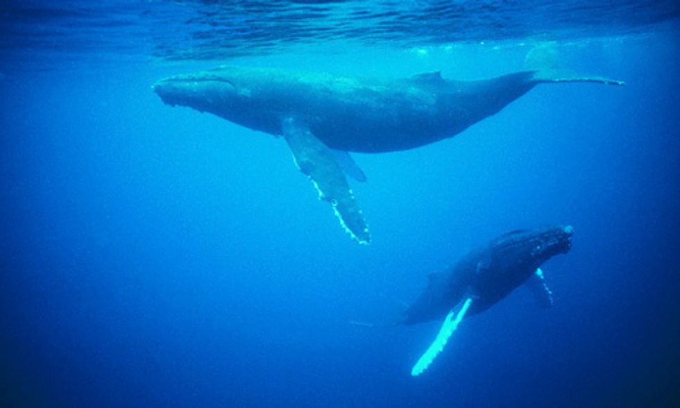 15 Weird And Wonderful Facts About Whales Ecowatch