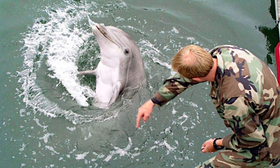 U.S. Military-Trained Dolphins Forced to Fight Human Wars