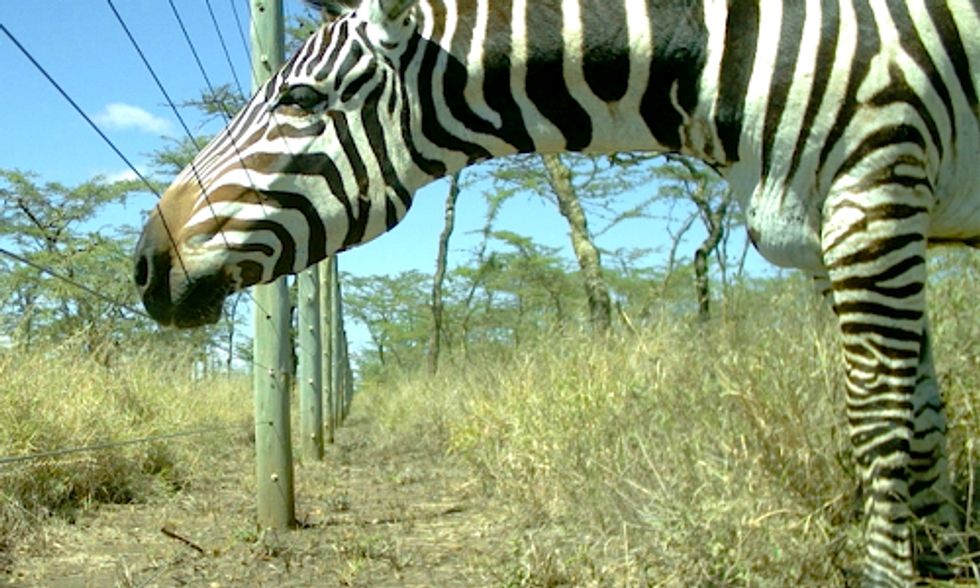 Loss of Large Wildlife Leads to Increased Disease Risk in Humans
