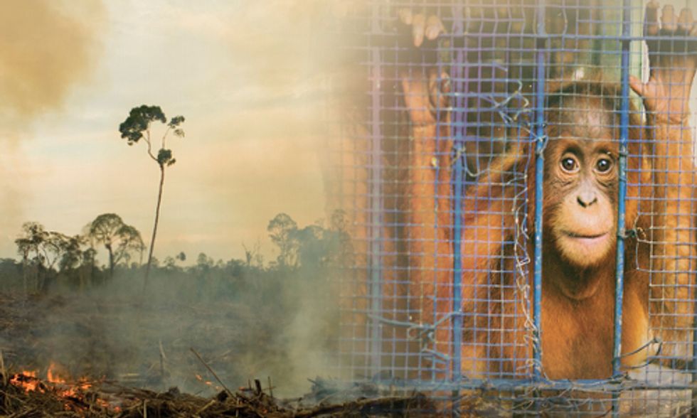 Why is Palm Oil So Bad?