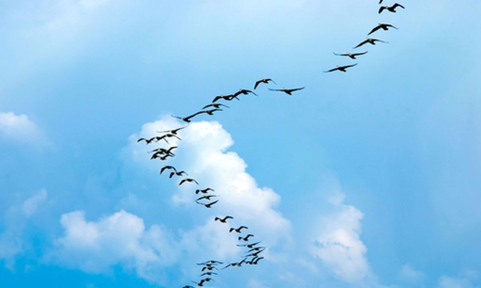 Bird Migration Season: A Journey Fraught With Peril