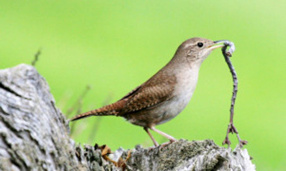 How to Provide Nesting Material to Birds in Your Garden