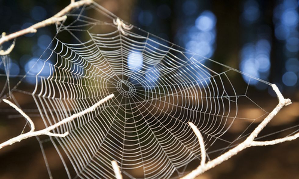 The Role of Spiders in Your Garden
