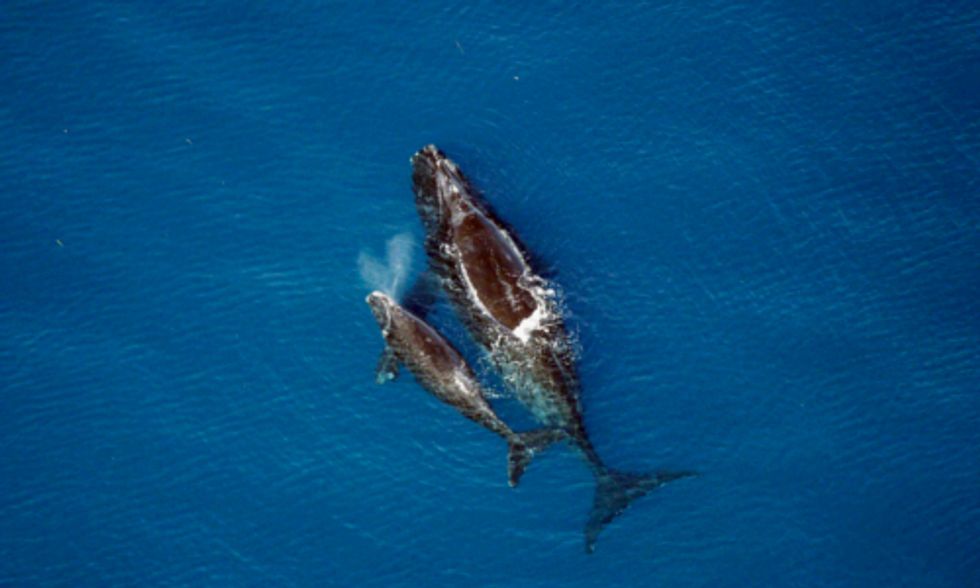 Conservation Groups, Offshore Wind Developer Reach Agreement to Safeguard Endangered Right Whales