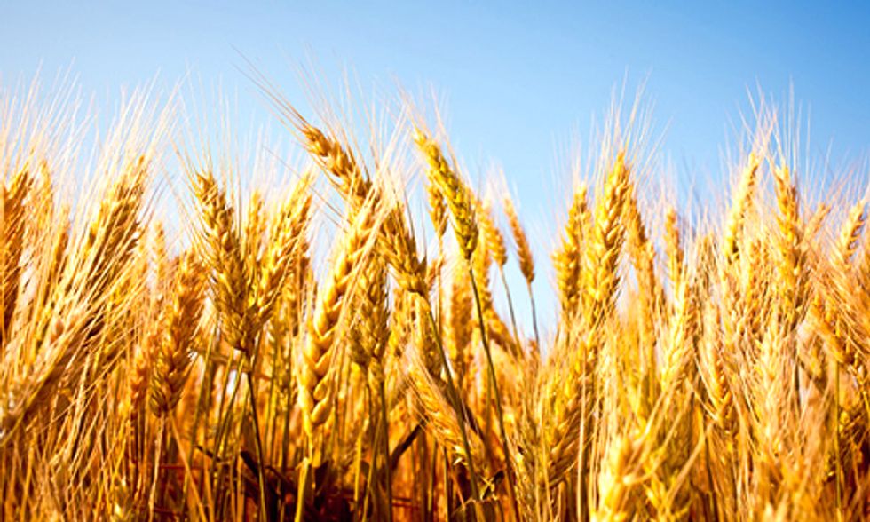 Rising CO2 Levels Will Make Staple Crops Less Nutritious