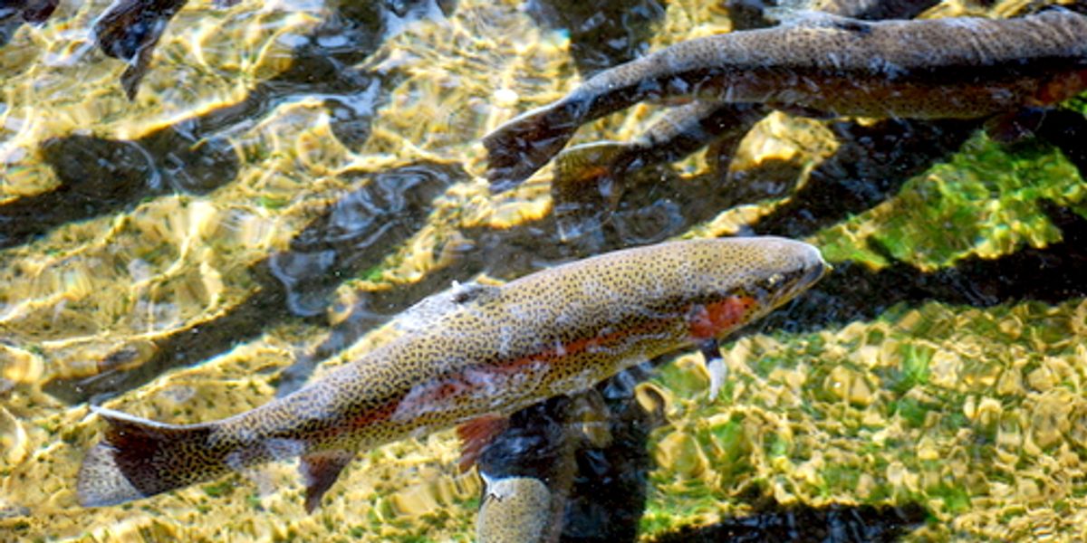 10 Fun Facts About Migratory Fish EcoWatch