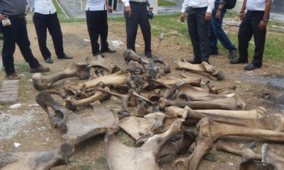Ivory Traders Arrested in Indonesia
