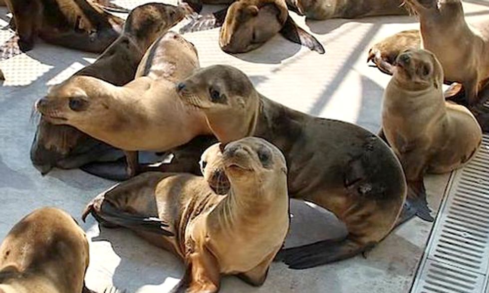 Overfishing to Blame for Sardine Shortage and Starving Sea Lions