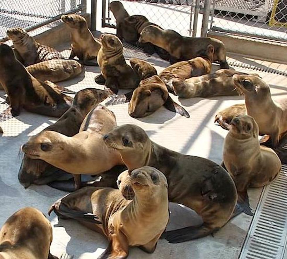 Overfishing to Blame for Sardine Shortage and Starving Sea Lions EcoWatch