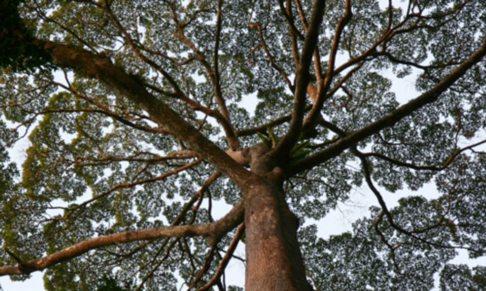 Researchers Find Trees in Borneo Soak Up More CO2 Than Trees in the Amazon Rainforest