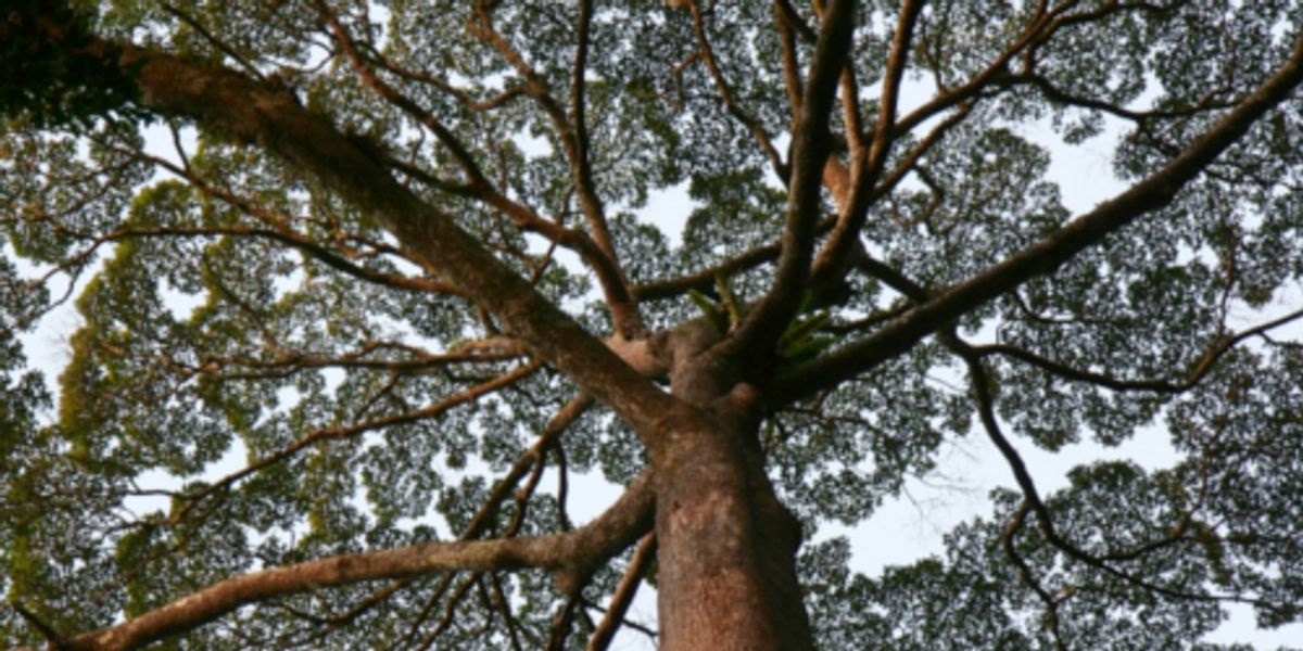 Researchers Find Trees In Borneo Soak Up More Co2 Than Trees In The Amazon Rainforest Ecowatch Researchers Find Trees In Borneo Soak Up More Co2 Than Trees In The Amazon Rainforest Ecowatch