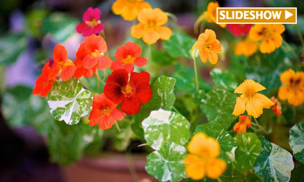 11 Edible Flowers to Grow in Your Garden