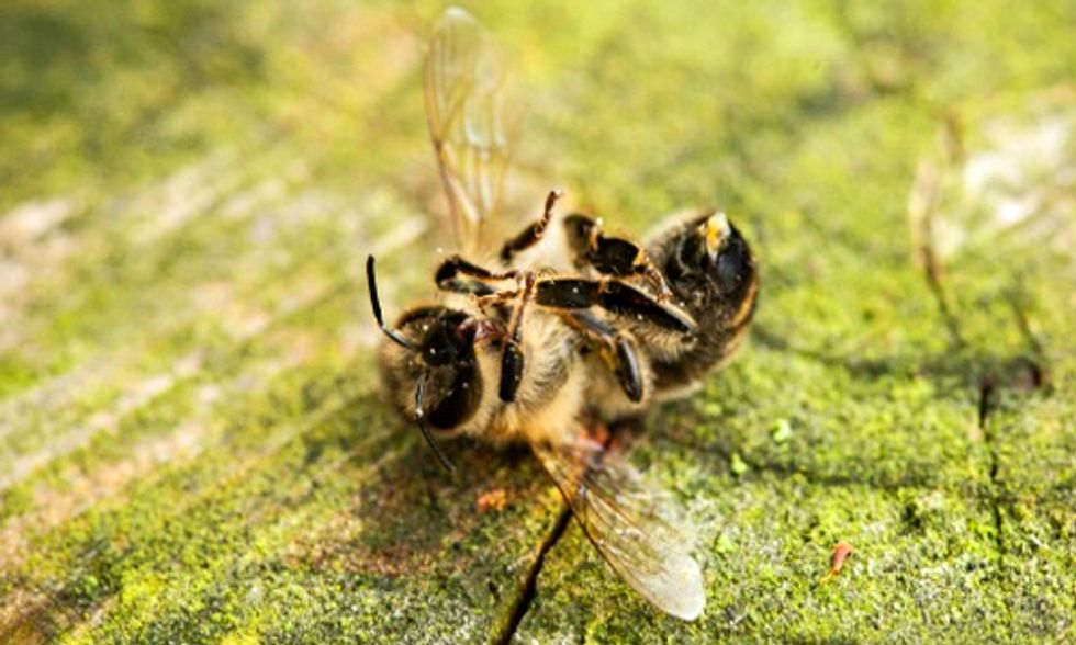 Two New Studies Address the Ongoing Plight of Honeybees