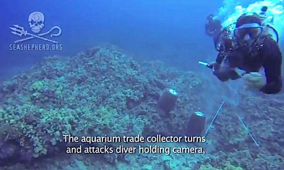 Sea Shepherd Diver Viciously Attacked by Wildlife Trafficker While Documenting Aquarium Trade in Hawaii