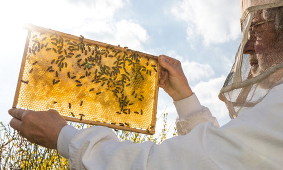 USDA Reports Honeybee Death Rate Too High for Long-Term Survival
