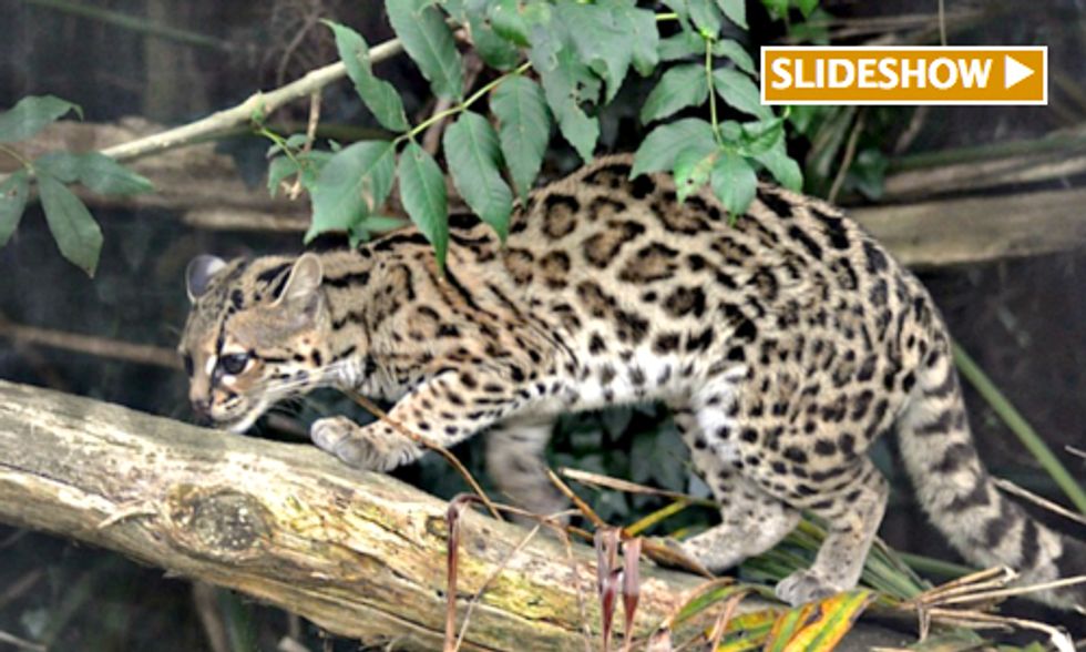 Small Wild Cats Face Big Threats Including Lack of Conservation Funds