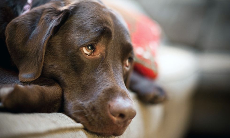 More Dogs Sick From Imported Pet Treats From China