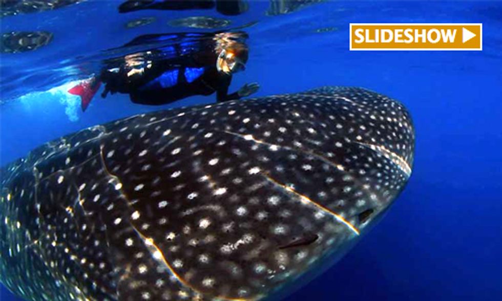 Mission Blue: Sylvia Earle's Plan to Save the Ocean